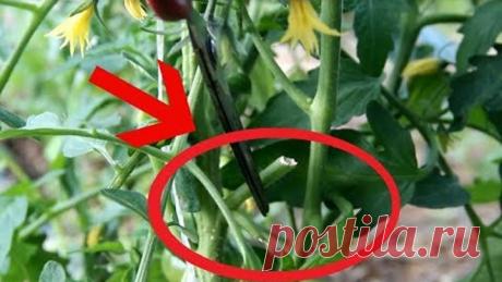 Многие Знают Это, Но Все Равно Делают Не Так. Пасынкование Томатов.