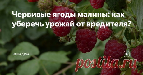 Червивые ягоды малины: как уберечь урожай от вредителя? Согласитесь, зрелище не очень приятное. Точнее, очень не приятное – собираешь малину, а в ней, пардон, уже червяки обитают. Такую есть точно не станешь, при этом просыпается паранойя – каждую ягоду, волей-неволей, перед тем, как отправить в рот, проверяешь. Признавайтесь, бывало с вами такое?