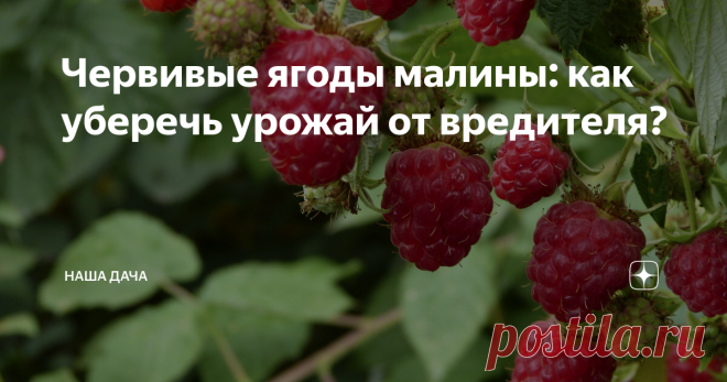 Червивые ягоды малины: как уберечь урожай от вредителя? Согласитесь, зрелище не очень приятное. Точнее, очень не приятное – собираешь малину, а в ней, пардон, уже червяки обитают. Такую есть точно не станешь, при этом просыпается паранойя – каждую ягоду, волей-неволей, перед тем, как отправить в рот, проверяешь. Признавайтесь, бывало с вами такое?