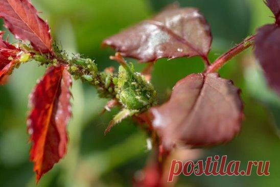 Борьба с тлей: пять рецептов без химии
1. Измельченную траву чистотела с цветками (2,5 ст.) залить горячей водой (1л), прокипятить 5 минут, настаиваю сутки. Процедить и опрыскать растения.
2. Измельчить 2 стакана свежесобранных листьев одуванчика и залить 10 л воды на 2 часа.
3. В 10 л воды размешать древесную золу (2 ст.) мыльную стружку (5 ст.л.). смесью обработать не только овощи, но и цветы, пораженные тлей.
4. Натереть одну луковицу 1 ч.л. полученной кашицы развожу в ...