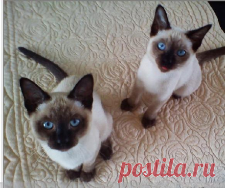 Семь пород кошек, которые нравятся красивым парням и красоткам