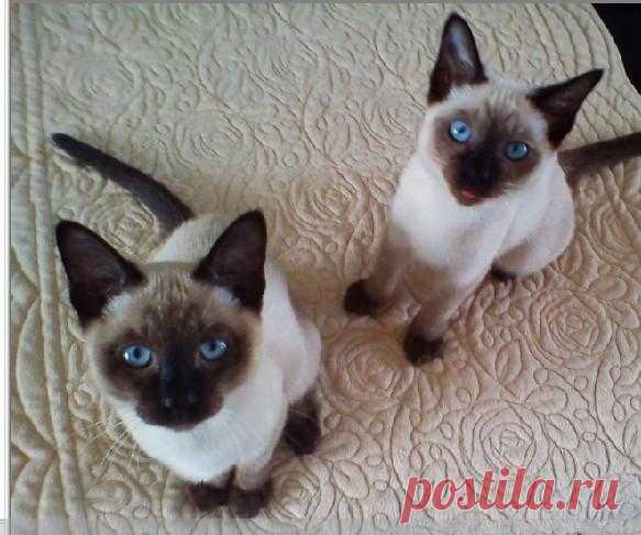 Семь пород кошек, которые нравятся красивым парням и красоткам