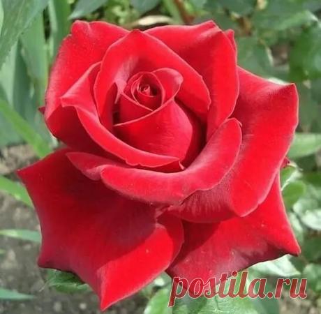 (11) Pinterest