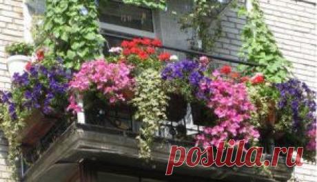 Цветы для балконных ящиков | КРАСИВЫЕ ИДЕИ ДЛЯ САДА