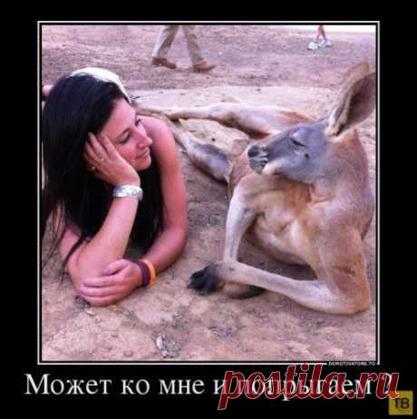 Демотиваторы с животными