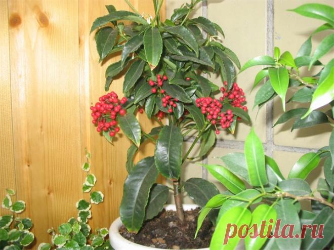 10 домашних цветов мужегонов и как они выглядят