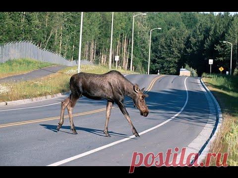 Чуть лося не сбил, еще бы 5 сек и ...