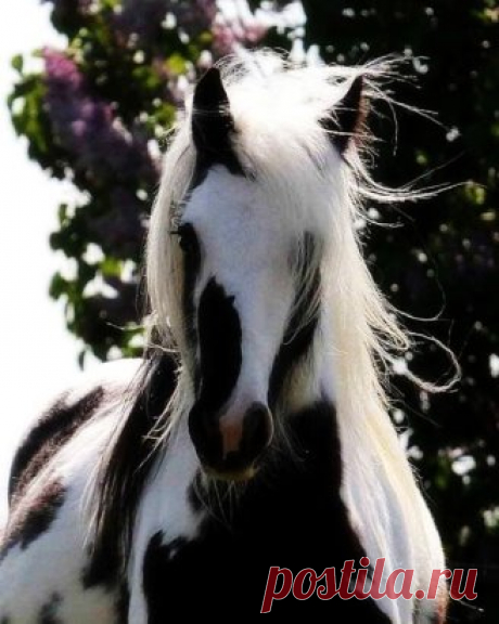 Красота и грация!