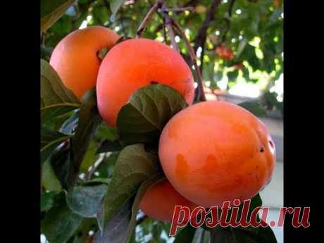 Хурма из косточки  Начало