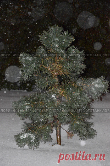 Close-up of snow covered coniferous evergreen tree on white snow field during dark cold snowy night. Стоковое фото, фотограф Ilaronsia / Фотобанк Лори
