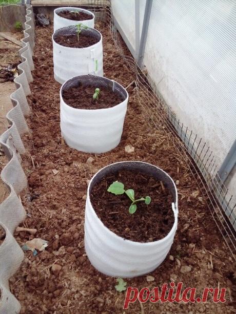 Способ посадки огурцов в высокие емкости без дна. В чем плюсы такого способа | Огородная фанатка | Яндекс Дзен