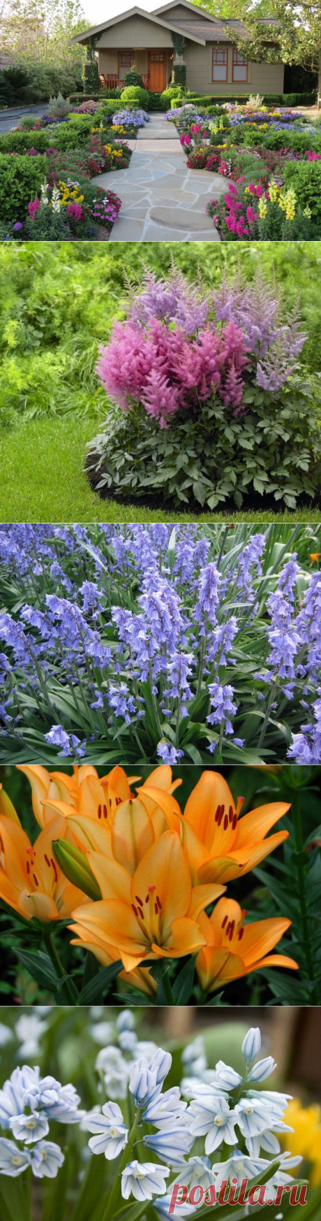 Вот какие цветы можно посадить и посеять в августе