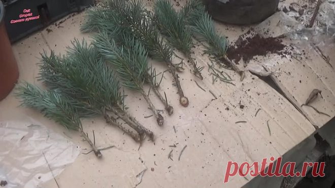 Размножение голубой ели
