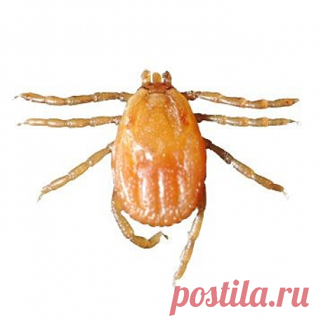 (1) Одноклассники