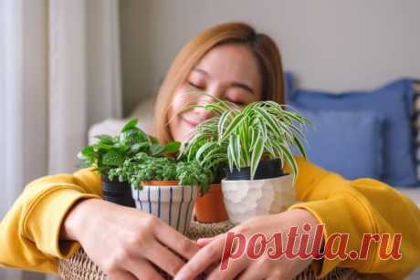 Узнай своё растение по знаку зодиака. 100% путеводитель — Ботаничка