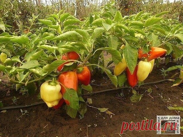 ПОЛУЧАЕМ ОТЛИЧНЫЙ УРОЖАЙ ПЕРЦА Огород, дача, цветы ПОЛУЧАЕМ ОТЛИЧНЫЙ УРОЖАЙ ПЕРЦА Подкормка Через две недели после высадки в грунт проводят первую подкормку (одна чайная ложка с бугорком мочевины, две чайные ложки с бугорком суперфосфата на 10 л воды, по одному литру под каждый куст)...
