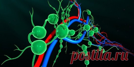 Золотые рецепты фитотерапии: очищение лимфы в один прием.... | Интересный контент в группе Что и требовалось доказать