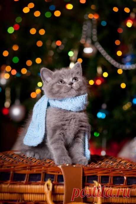 Pinterest • The world’s catalog of ideas on imgfave