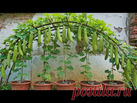 Recycling kitchen waste to grow bitter melon at home, I didn't expect so many fruits
