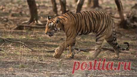 Angry Tiger June 2017 - India!  Join me?