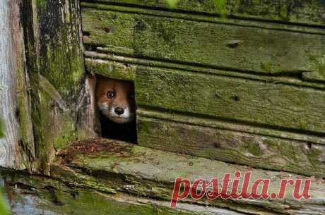 Я в  домике...