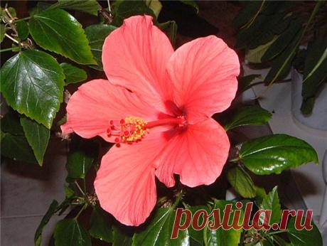 Как ухаживать за китайской розой в домашних условиях