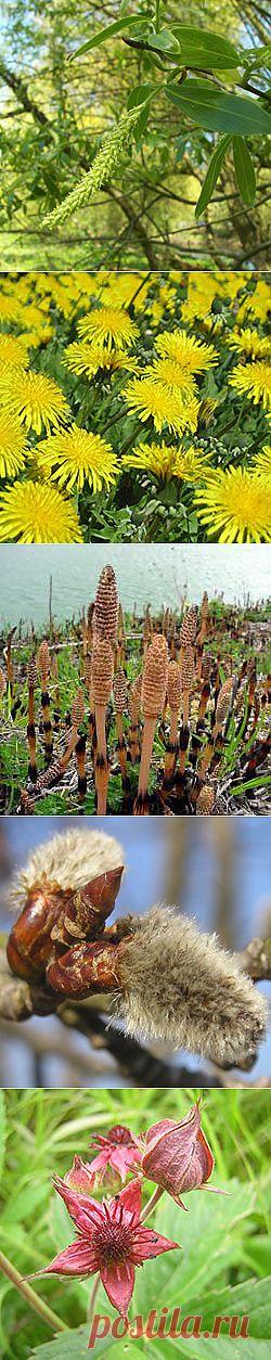 ХОРДА\'лайт -  компоненты лекарства, информация о травах для лечения суставов.