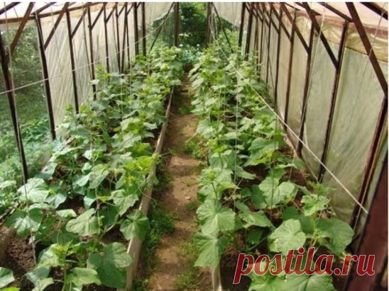 Хитрости ухода за огурцами в теплице
При правильном уходе, в теплице в первую очередь на взрослом растении удаляют желтые листья и отплодоносившие побеги. Здоровые зеленые листья не трогают - они кормят каждый наливающийся под ними плод. 
Надо обратить внимание на то, что - холодная вода провоцирует корневые гнили. Поэтому поливают огурцы 25-градусной водой во второй половине дня. В жару - ежедневно, при умеренной температуре - 2-3 раза неделю. Огурец любит дождевание по листьям. Листья при это