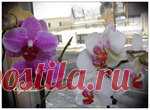 Орхидеи Фаленопсис (Phalaenopsis). Пересадка.