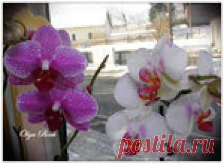 Орхидеи Фаленопсис (Phalaenopsis). Пересадка.