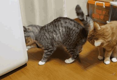 Котики, такие забавные и смешные!