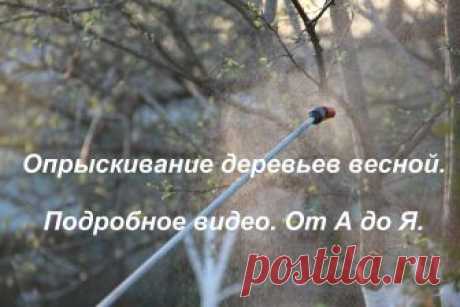 Опрыскивание деревьев весной