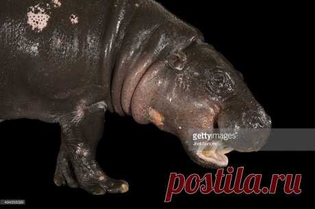 An Endangered Pygmy Hippopotamus Choeropsis Liberiensis At The Omaha Zoo Stock Photo | Getty Images