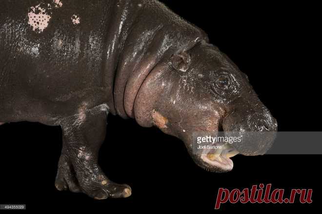 An Endangered Pygmy Hippopotamus Choeropsis Liberiensis At The Omaha Zoo Stock Photo | Getty Images