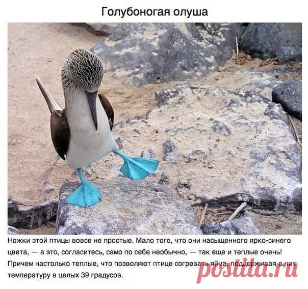 Животные и насекомые о которых вам не рассказывали