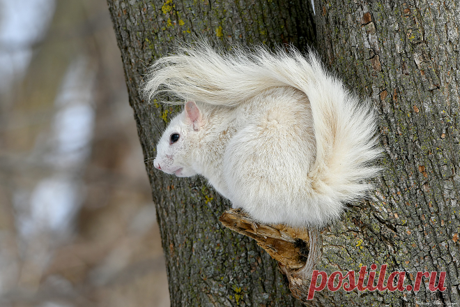Hoping Not to be Seen | I had followed a White Squirrel (not… | Flickr
