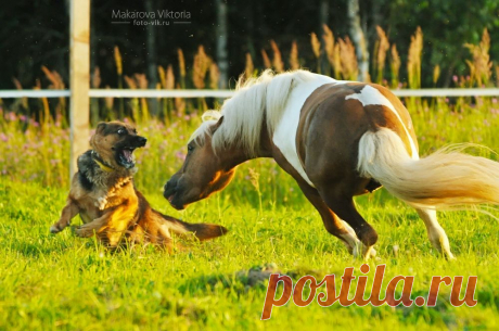 dogs hunter Serpantine by Vikarus on DeviantArt