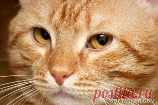О чём Кошки знают, но не говорят ...  



Настоящие любители кошек знают о своих питомцах почти всё. И всё же есть мир, странный и необычный, в который сами кошки стараются никого не пускать, но отлично используют его для достижения свои…