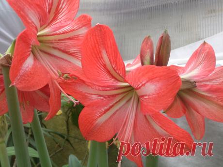 ГИППЕАСТРУМ
Hippeastrum (розовый)–луковичное растение семейства амариллисовых с длинными листьями и крупными цветками необыкновенной красоты, венчающими высокий цветонос. Цветущий гиппеаструм не оставит равнодушными даже тех, кто не увлекается цветами.