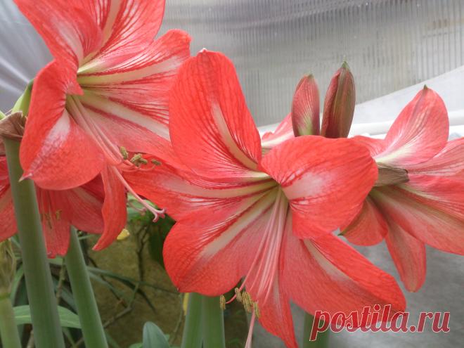 ГИППЕАСТРУМ
Hippeastrum (розовый)–луковичное растение семейства амариллисовых с длинными листьями и крупными цветками необыкновенной красоты, венчающими высокий цветонос. Цветущий гиппеаструм не оставит равнодушными даже тех, кто не увлекается цветами.