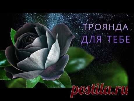 💖 Ця Троянда Для Тебе!💖 Найкращі побажання - YouTube