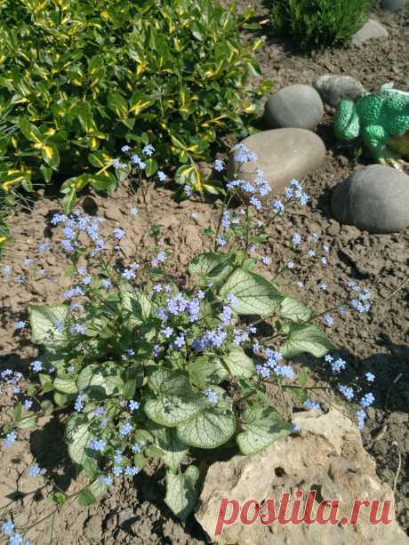 Бруннера крупнолистная &quot;Джек Фрост&quot; (Brunnera macrophylla &quot;Jack Frost&quot;)