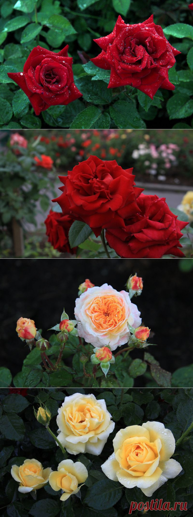 РОЗЫ - ДЛЯ ВАС | Самоцветик