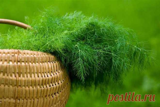 Растим укроп кустом и зонтом
