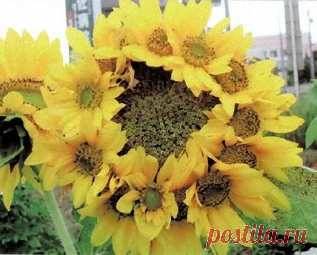 Мутанты с Фукусимы (фото) — Болтай