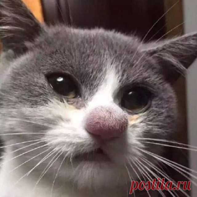 Когда укусила оса