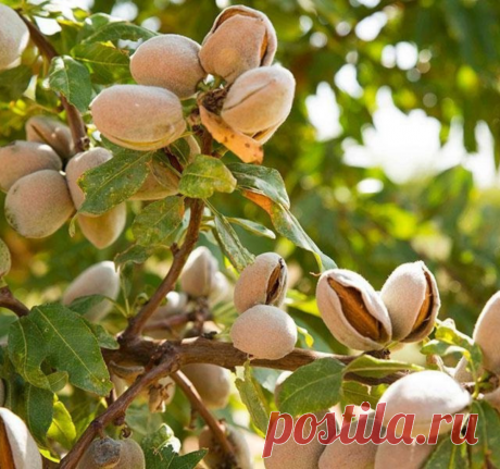 Зачем съедать горсть миндальных орешков каждый день? Узнайте как выбрать орешки и как их правильно есть
Миндаль — это плоды миндального дерева, которое является близким родственником хорошо знакомых нам абрикоса и персика. Вот только плоды у него совсем не похожи на …
Читай дальше на сайте. Жми подробнее ➡