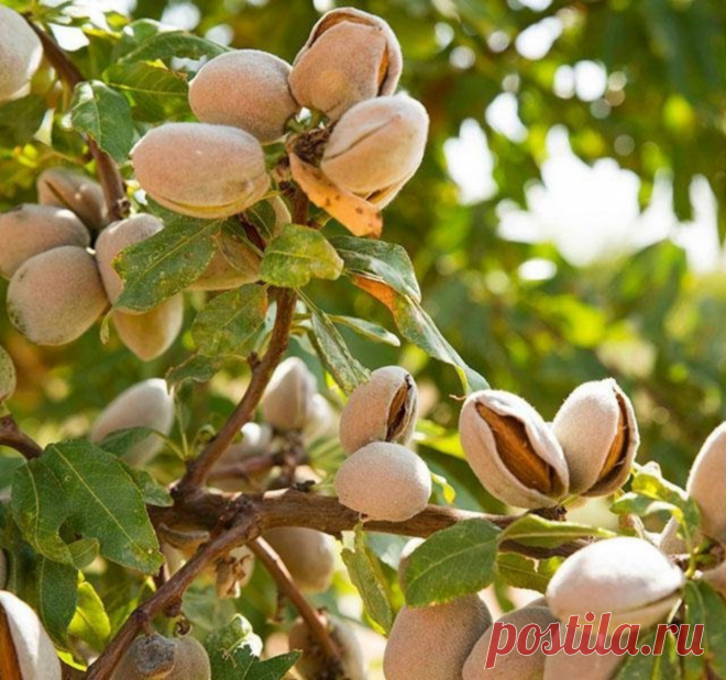 Зачем съедать горсть миндальных орешков каждый день? Узнайте как выбрать орешки и как их правильно есть
Миндаль — это плоды миндального дерева, которое является близким родственником хорошо знакомых нам абрикоса и персика. Вот только плоды у него совсем не похожи на …
Читай дальше на сайте. Жми подробнее ➡