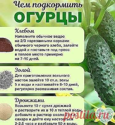Чем подкормить огурцы во время плодоношения?
Все культуры нужно кормить по-разному: кого-то в начале вегетации, другие до цветения или после плодоношения. Огурцам нужно питание весь сезон. Так как они постоянно наращивают зелёную массу и плоды.
Во время цветения и плодоношения огурцам нужен не только азот и калий, как в начале роста, но и магний и бор.
Поэтому хорошо во время активного плодоношения использовать настой куриного помета или конского навоза. Кстати, сейчас очень удобно продают конце