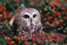 50 поразительных фактов о котиках / Surfingbird знает всё, что ты любишь